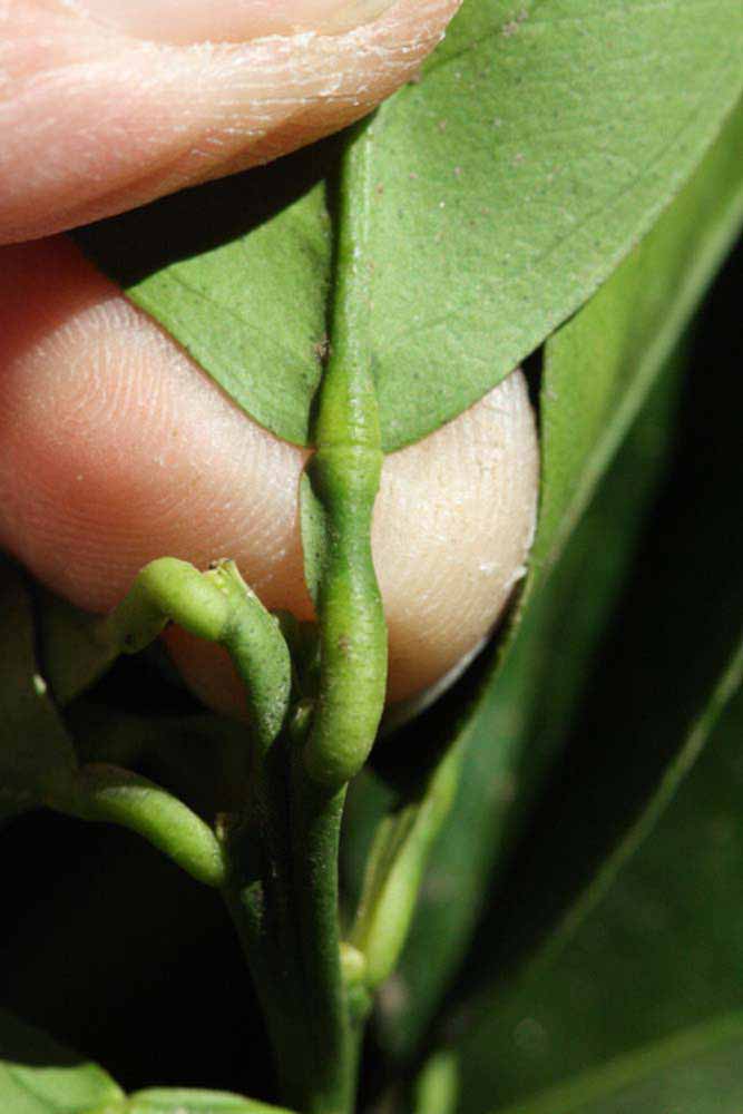              Petiole (Riverside, CA)       